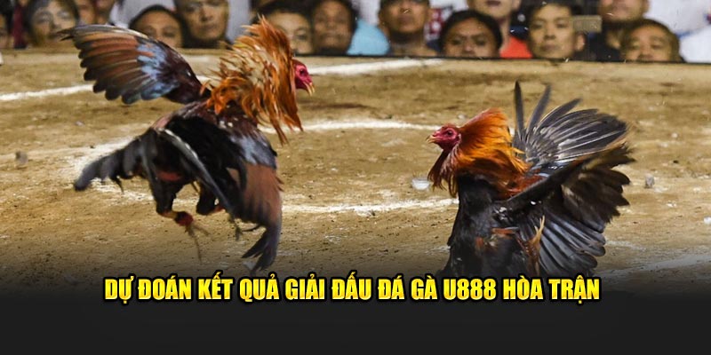 Dự đoán kết quả giải đấu đá gà U888 hòa trận 