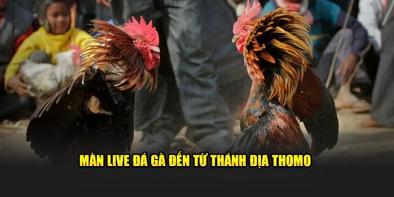 Màn live đá gà đến từ thánh địa Thomo 