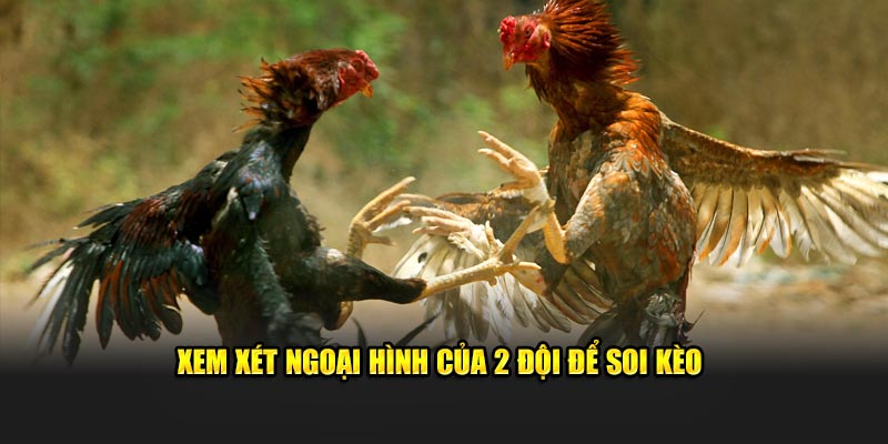 Xem xét ngoại hình của 2 đội để soi kèo 